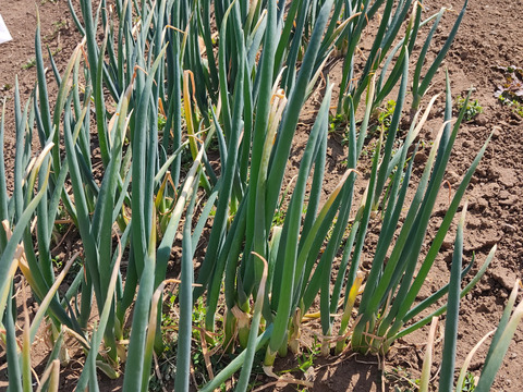 ✨農薬・化成肥料不使用の土の力で育った、主役になる小葱　約1kg✨