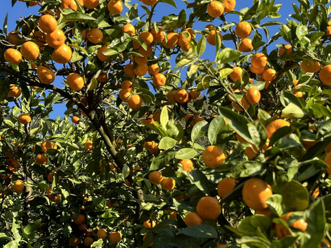 今日で終わりです！大人気！ちょう小玉食べ過ぎ注意！有田みかん 10kg