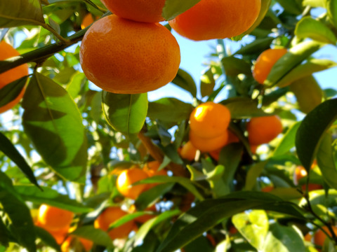 まるで飲むみかん　人気のみかんで作ったミカンジュース