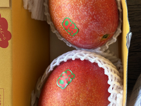 【2026夏ギフト】ぷすぷすマンゴー1キロ（2～3玉）