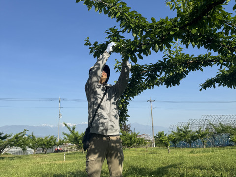 すもも「大石早生」1.9キロ