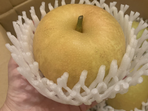 鳥取産 幸水梨（2.5㎏）：鳥取県産の幸水｜食べチョク｜産地直送