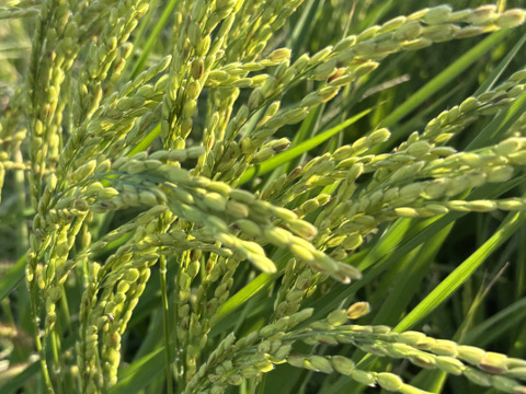 地球と体に優しいお米！「くまみのり」3キロ！！