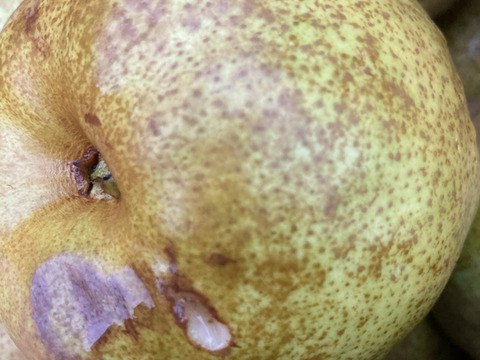 収穫直前に強風で落下！　超訳ありラフランス　3キロ満杯詰め　助けてください！