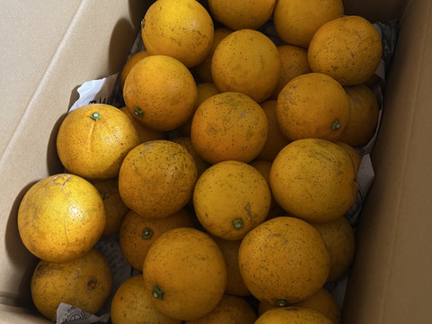 訳アリ【農薬不使用】　小ぶり大三島ネーブル 5kg