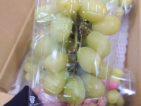 【今だけ訳アリお買い得】シャインマスカット2.8ｋｇ箱(８パック入り)