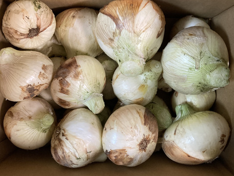 【家庭用】元気いっぱいの淡路島　新玉ねぎ！（5ｋｇ）【ひょうご安心ブランド認証】訳あり