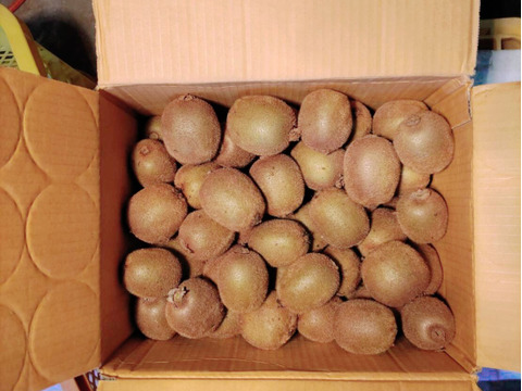 追熟なし　キウイフルーツ ❮3.8キロ❯ 約50個