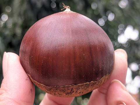 最終！【秋の味覚 新鮮生栗】大粒和栗4L (1kg)：茨城県産の国見｜食べ