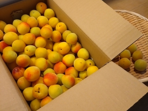 ご予約受付中！　紀州南高梅　梅干用完熟梅【粒小L】１０ｋｇ（少し傷あり）６月下旬発送予定