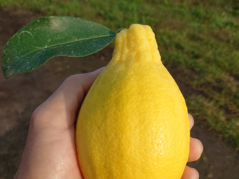 今が旬！農薬を使わずに育てた果汁たっぷりレモン(約2kg　10〜14個）