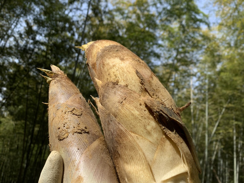 【京都産】朝掘り京たけのこ（大ぶりサイズ）｜食べ応えしっかり満足サイズ