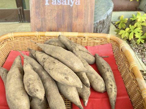 シャキシャキ甘い♪健康野菜ヤーコン3キロ