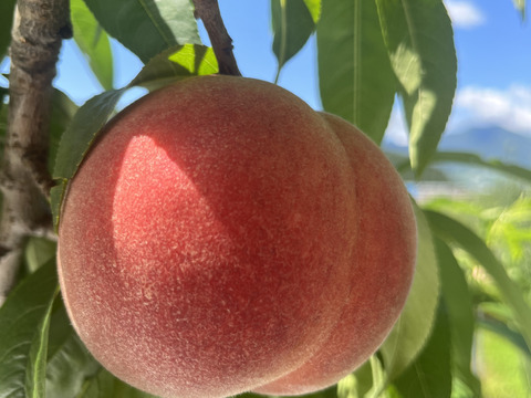 桃 あかつき 小玉～中玉 3キロ箱 9～15玉 長野県産