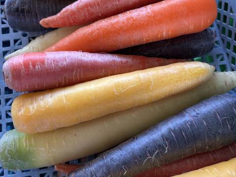 6キロ　Ｌサイズカラフル人参