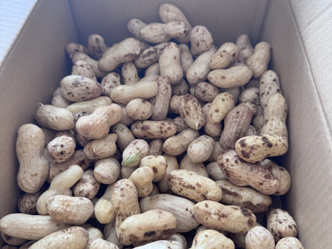 【旬物】ぷりぷり大粒！千葉県産おおまさり1kg 食べ応えバツグンのジャンボ落花生！