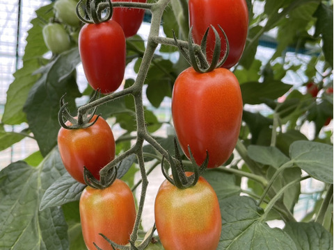 ミニトマト‼️食べ比べセット‼️アイコとイエローアイコ‼️