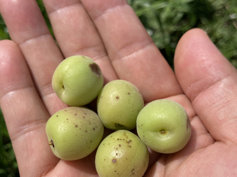 【訳あり傷あり】自然農法で大事に育てた小梅（青〜ちょっと黄色）（2kg）