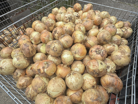 【超お得!!】新玉ねぎ10kg【大玉A品✨️】