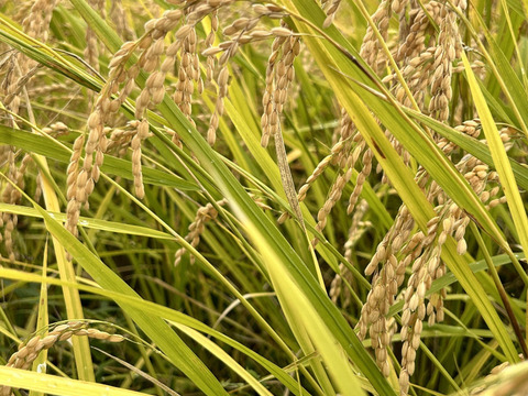 金賞🥇& 世界最高米原料米‼️ 【水素米】 農薬・化学肥料不使用 コシヒカリ5kg