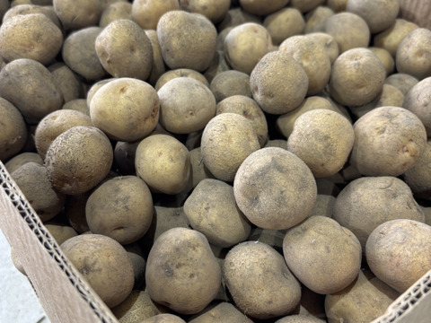 【小さいけど、ちゃんと甘い！】越冬じゃがいもキタアカリ Ｓサイズ5㎏
