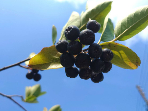 【期間限定】魅惑のスーパーフルーツ！ポリフェノール！生アロニア（250g）