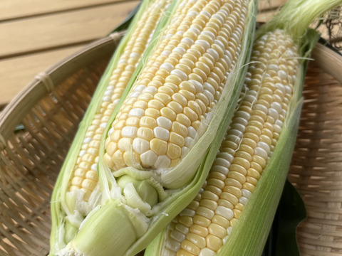 生でもガブり！と頬張れるトウモロコシ『ドルチェドリーム』10本入り 約4キロ