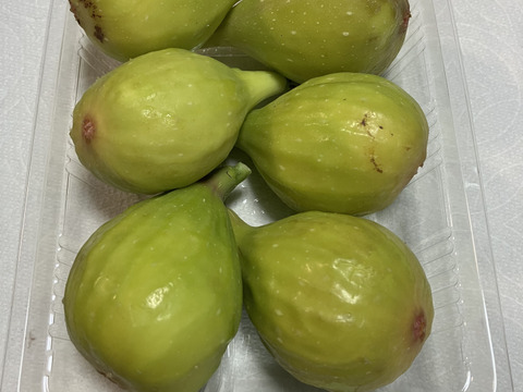 いちじく　２種セット　ドーフィン＆いちじくバナーネ　予約販売　順次配送