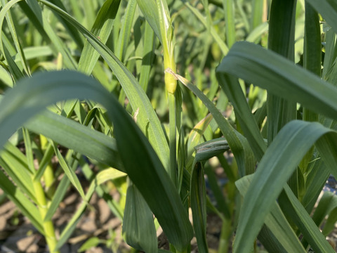 【予約限定】愛媛県四国カルスト大野ヶ原産！
にんにくの芽+にんにくの葉+にんにくのつぼみ　約1kg