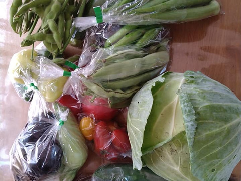 【夏ギフト】おー！カラフル！納涼★お祭りセット！カラフル野菜で猛暑払い！
～農薬/化学肥料・不使用