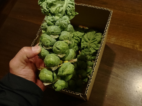 お頭付き！芽キャベツ3〜4本