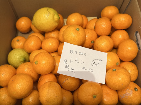 有田みかん【小粒小玉】5kg（箱込）