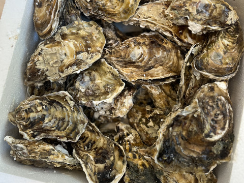 おかわり３ｋｇ付セット★無選別蒸し缶２ｋｇ 加熱用 牡蠣 宮城県産 殻付き 牡蠣 殻付き 牡蠣 殻付 蒸しカンカン ガンガン焼き ガンガン蒸し 貝 貝類 松島牡蠣屋 生牡蠣