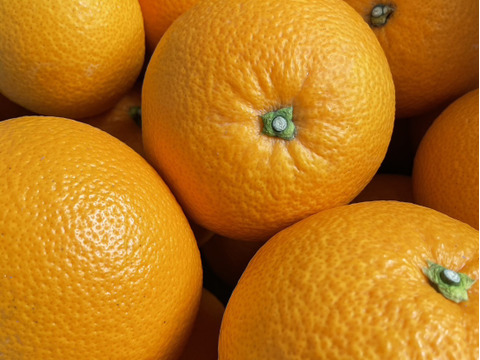 贈答用【特別栽培】和歌山県産　(特選)紅八朔(8個入り)【冬ギフト】【前田農園オリジナルムッキーちゃん先着500名様プレゼント】