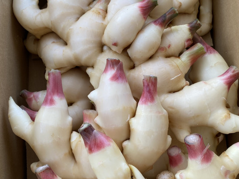 砂地ハウス栽培 瑞々しい！爽やかな辛味！和歌山県産新生姜 3kg