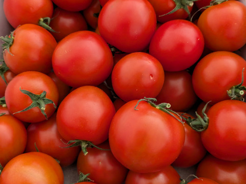 【Z1.8】皮が薄くジューシーな中玉フルーツトマト　ゼッピン娘(華おとめ)　1.8kg