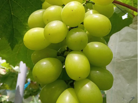 全国 送料無料！種無し大粒ぶどう糖度16度〜20度以上『シャインマスカット1房・ニューピオーネ２房』1200g以上3房セット箱入り