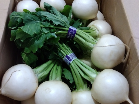 【朝日テレビ相葉マナブに出演】川越市長賞特別賞受賞‼️YoShiDaファームの彩の国のかぶ　3玉5束！