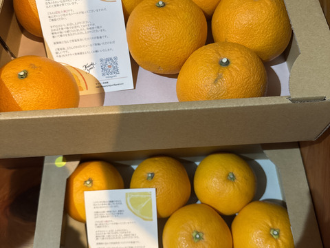 はっさく🟡 & 紅はっさく🟠 食べ比べ2箱セット Lサイズ以上　各種8〜11玉入り 八朔　紅八朔