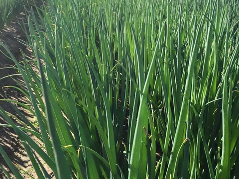 九条ねぎには負けてへん 香り抜群 京野菜 山城のねぎ 袋詰め1箱7kg 京都府産 食べチョク 農家 漁師の産直ネット通販 旬の食材を生産者直送 九条ねぎには負けてへん 香り抜群 京野菜 山城のねぎ 袋詰め1箱7kg 京都府産 食べチョク 農家 漁師の産直ネット通販 旬の食材を生産者直送