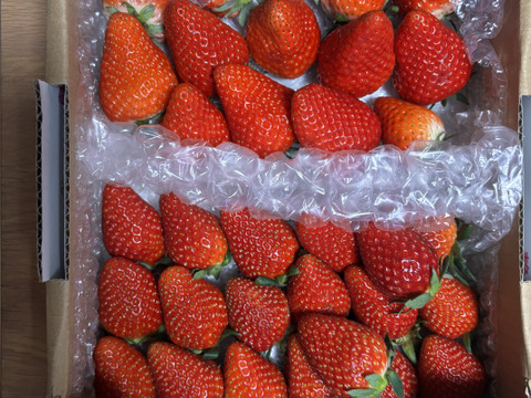 【約750g】】【1～8日以内に発送！スターナイト・きらぴ香いちご食べ比べパーティー！】