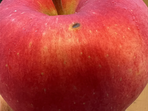 【家庭用】10月のりんごお楽しみBOX　約3kg（8～12個）