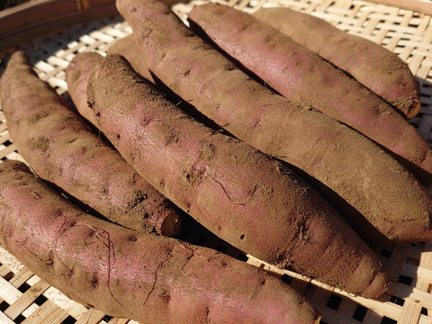 【農薬化学肥料不使用】ホクホク系の新品種！栗かぐや さつまいも 1ヶ月熟成 箱込み2kg