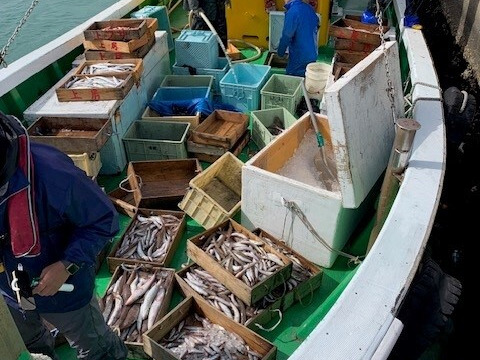 獲れたて直送❗️和歌山の新鮮鮮魚BOX(中サイズ)❗️