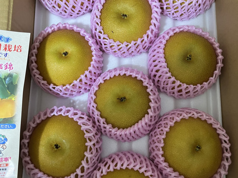 昨年大好評！『清流球磨梨』あきづき 約5kg(5〜14個入り)：熊本県産の