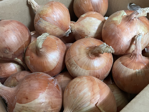 新タマネギ　8ｋｇ