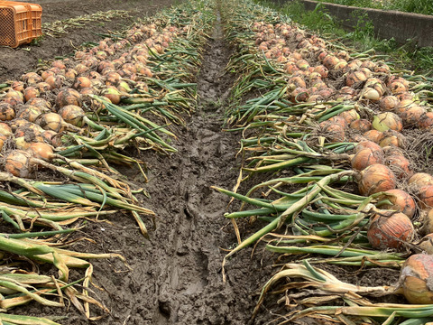 🧅5kgちょっと訳あり🧅甘トロ〜完熟玉ねぎ（箱込み）淡路島☆