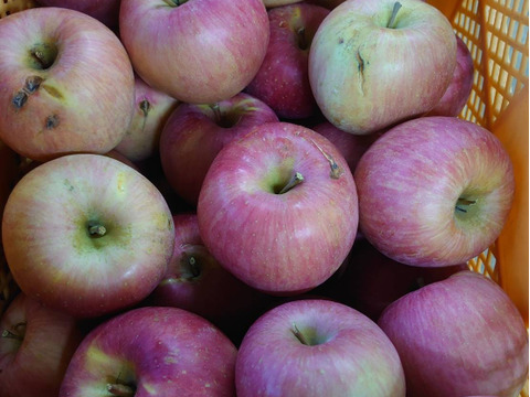 3色盛り！3色盛り！お試しラフランス＋2色りんご詰め合わせ！1度で3度うまい!箱込6キロ以上