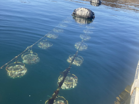 大振りの身が詰まったThe Oyster！【三陸ジオイスター】20個入り