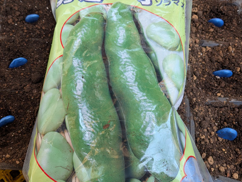 【大好評♫ 】食べやすさ抜群”みずみずしい”とれたて  そら豆. 4名以上にオススメ　3000g→3300g from 名水の里　神奈川県秦野市